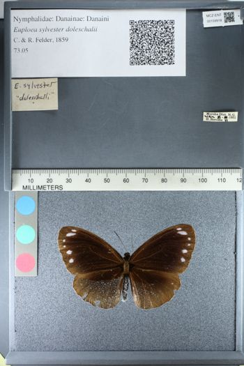 Media type: image;   Entomology 159918